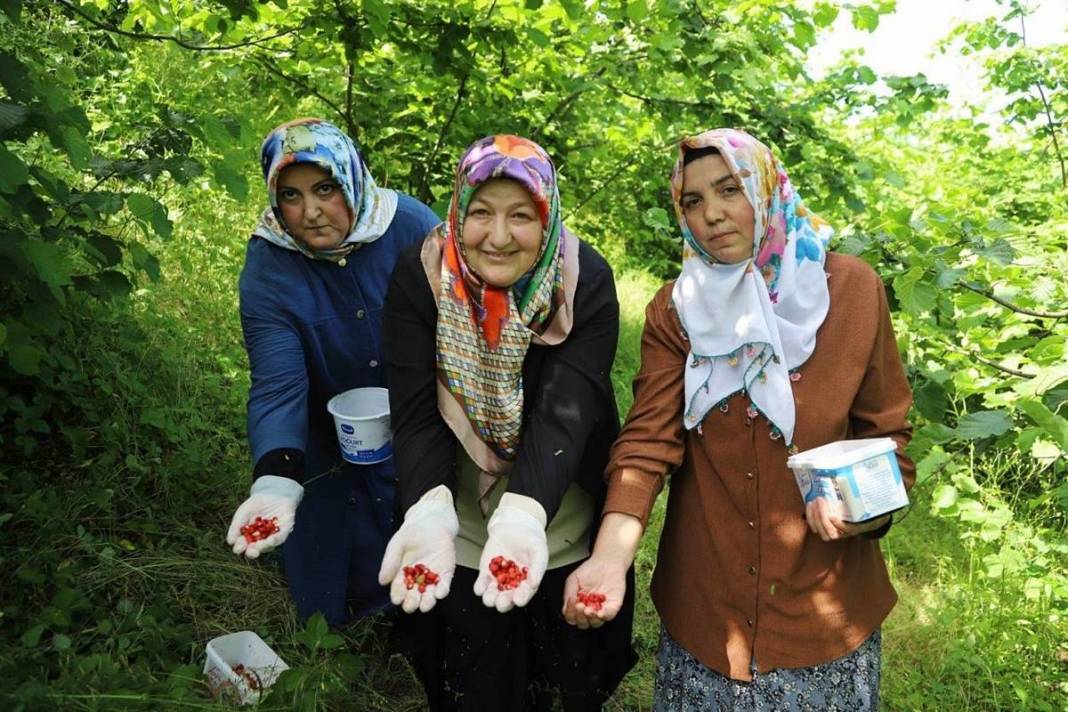 Kadınların gizli hazinesi gün yüzüne çıktı: Karadeniz'in lezzeti artık tescilli 3